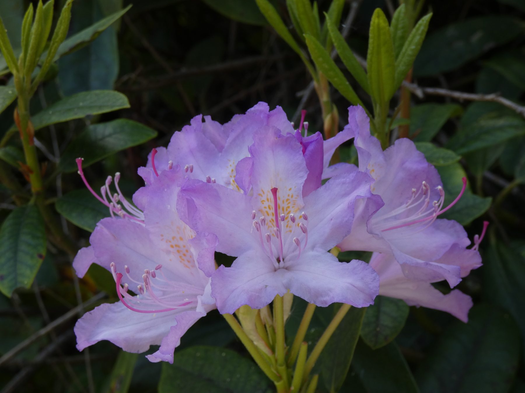 Rhododendron — Fallowfield, Greater Manchester