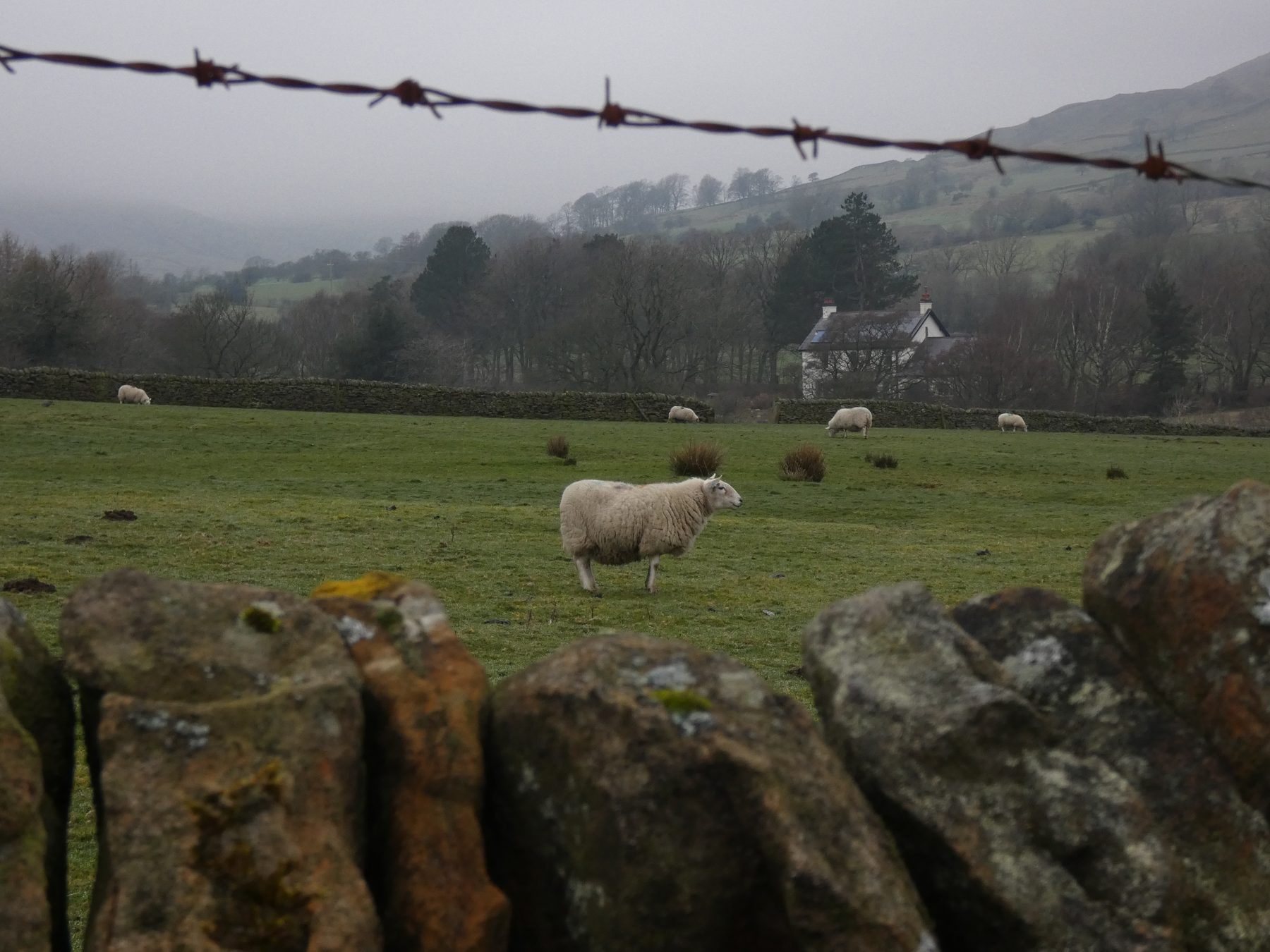 Grazing — Peak District, Derbyshire