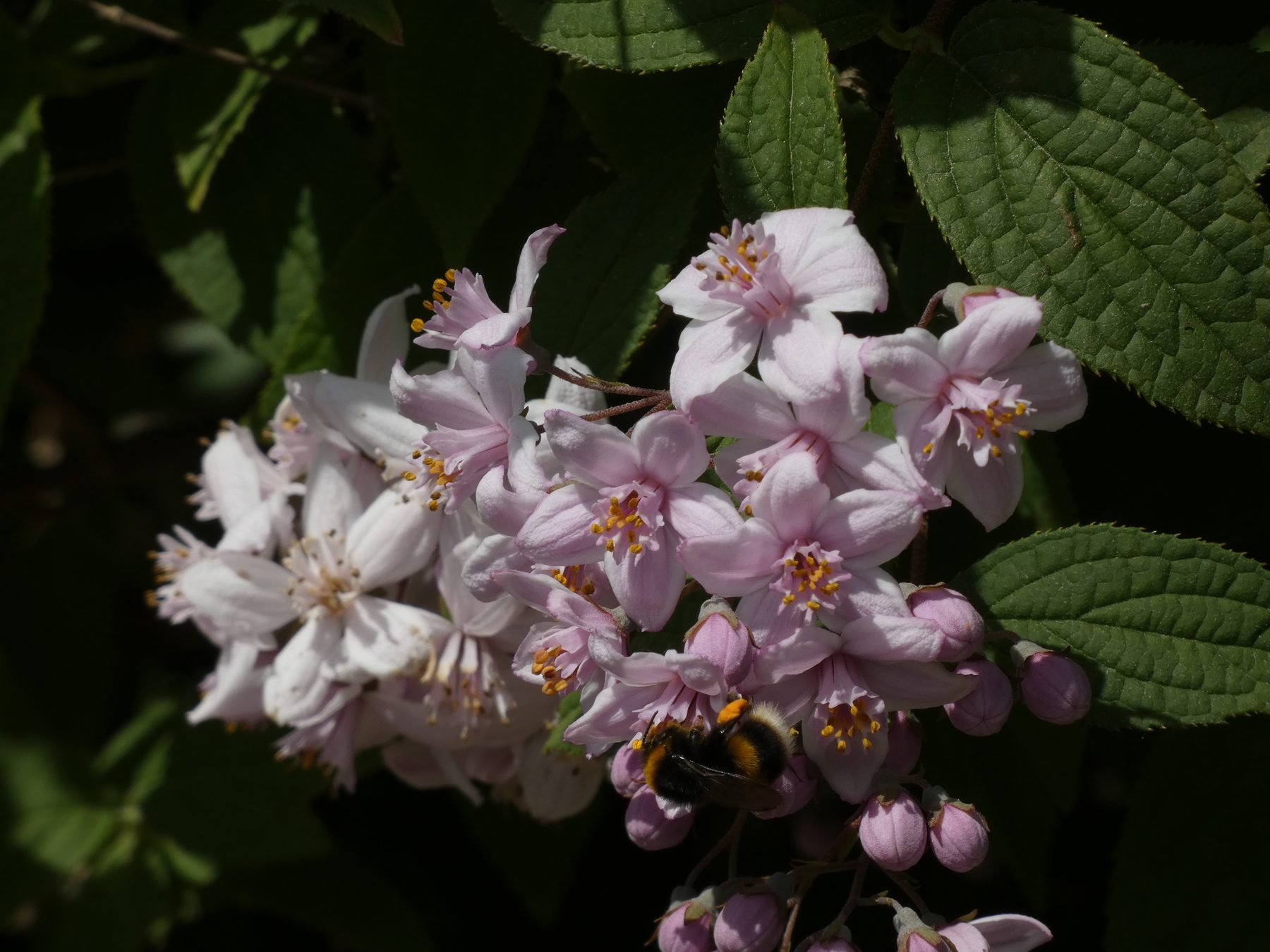 Bumblebee — Fallowfield, Greater Manchester