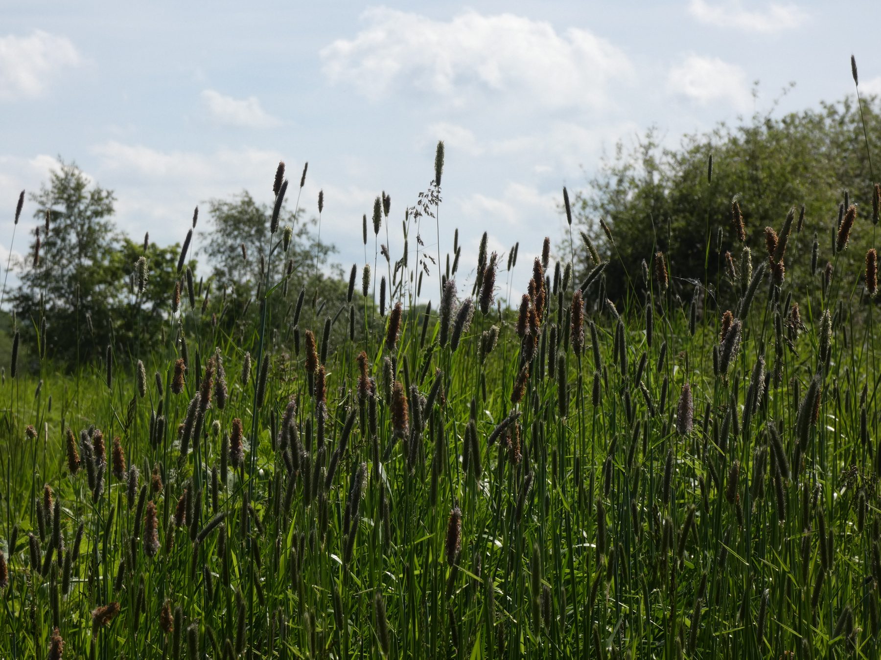 Cloudy skies — Heaton Park, Greater Manchester