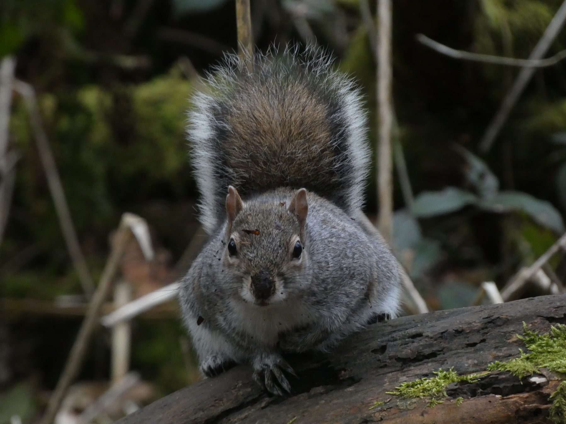Anxious — Heaton Park, Greater Manchester