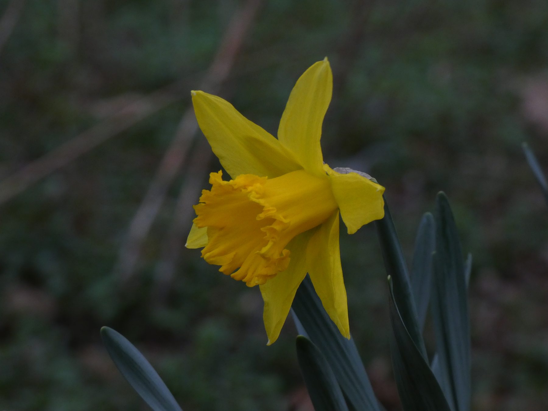 Daffodil — Heaton Park, Greater Manchester